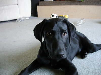 Coal on carpet