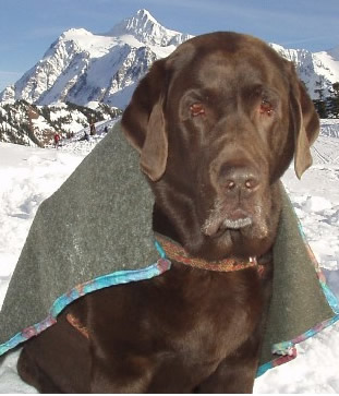 Mocha on Mt Baker